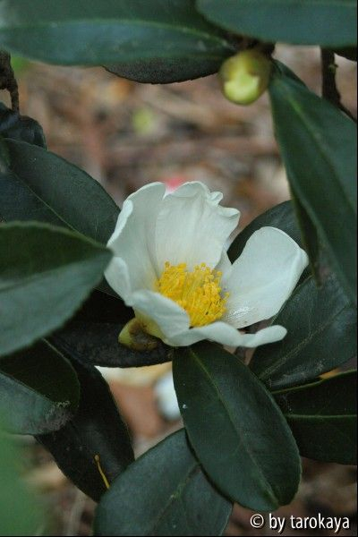 drupifera anelli