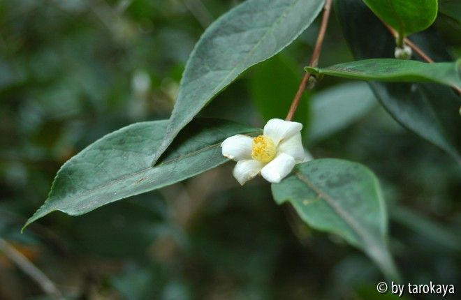 kissii anelli