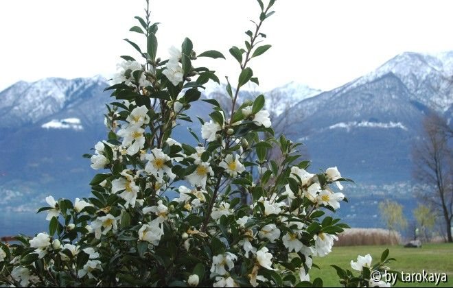 miyagii berge