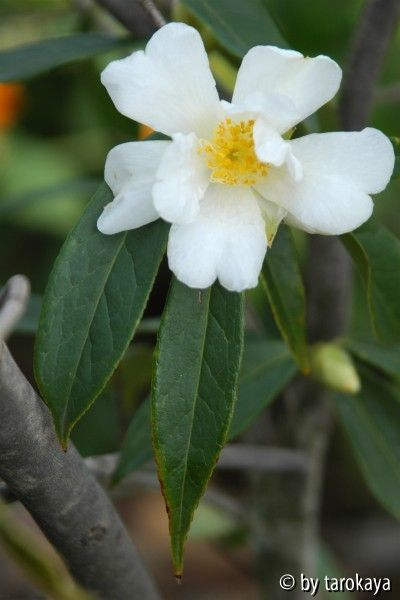 rhytidocarpa