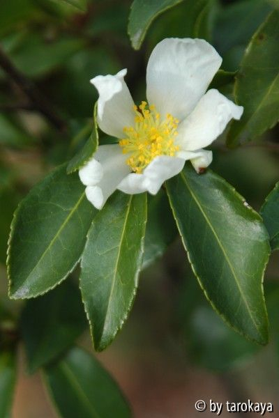 tutcheria virgata
