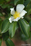 tutcheria virgata
