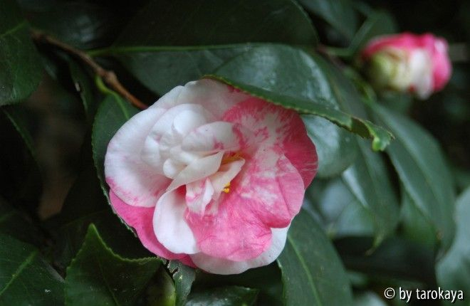 variegata plena