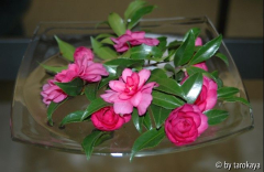 chansonette