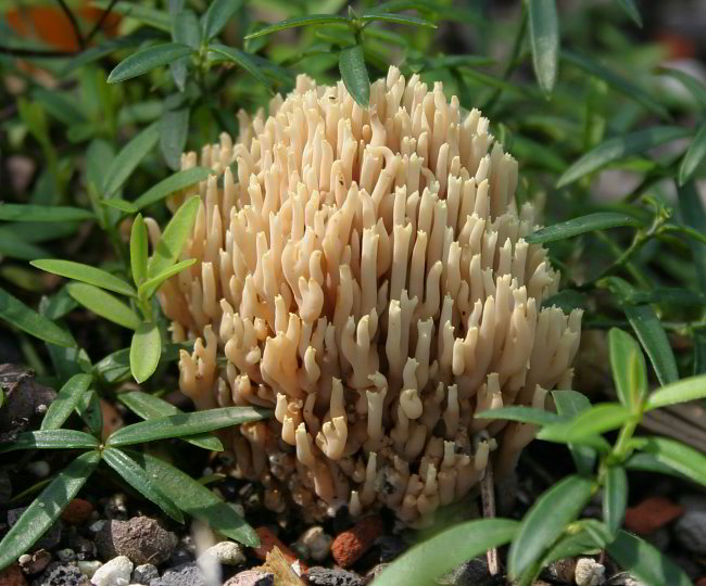 Clavulina cinerea
