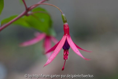 Fuchsia magellanica - leider muss sie jetzt dem Frost weichen