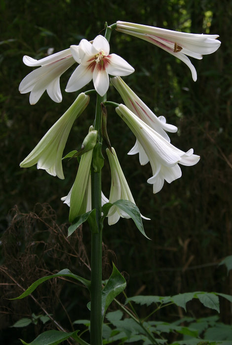 Cardiocrinum giganteum