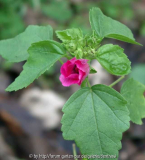 Dezemberblüte