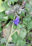 Viola