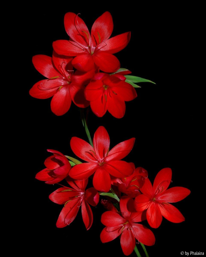 Hesperantha coccinea