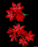 Hesperantha coccinea