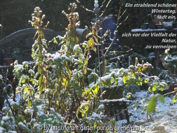wintertag