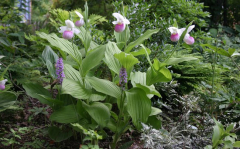 Cypripedium reginae