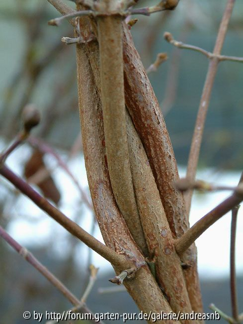 Cornus officinalis / verflochten