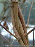 Cornus officinalis / verflochten