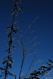 Kleines Winter-Ikebana