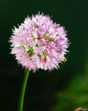 Allium senescens