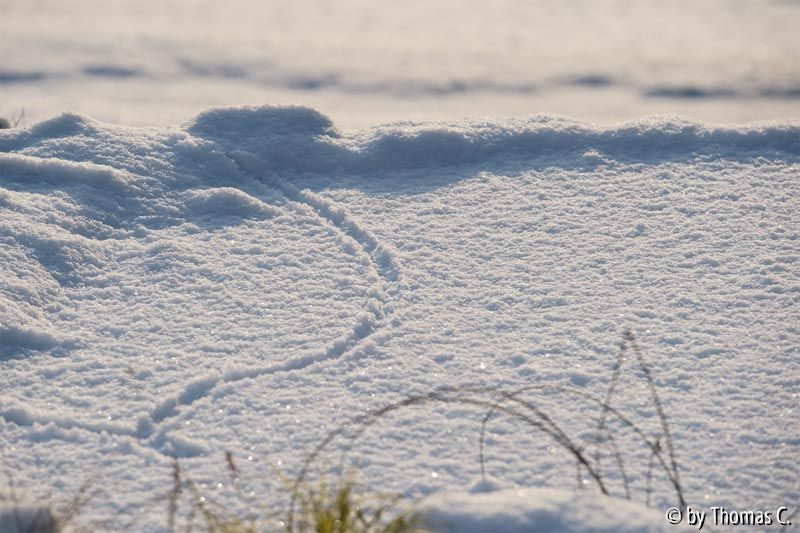 Sonne und Schnee 04