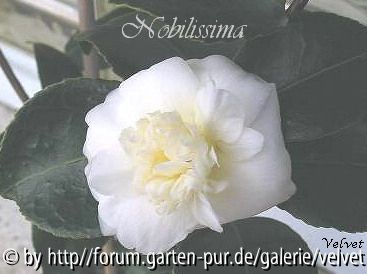 Nobilissima