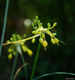 Allium flavum