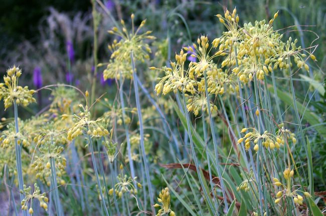 Allium flavum