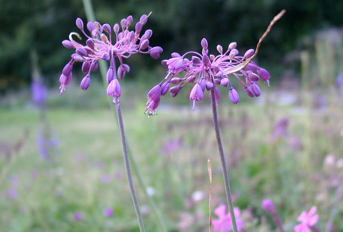 Allium carinatum ssp. pulchellum