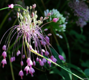 Allium carinatum ssp. pulchellum