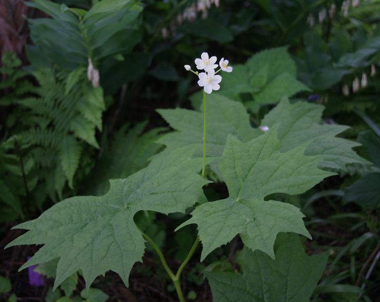 Diphylleia cymosa