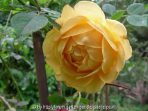 Golden Celebration 18. September 2009 I