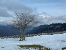 Baum 10