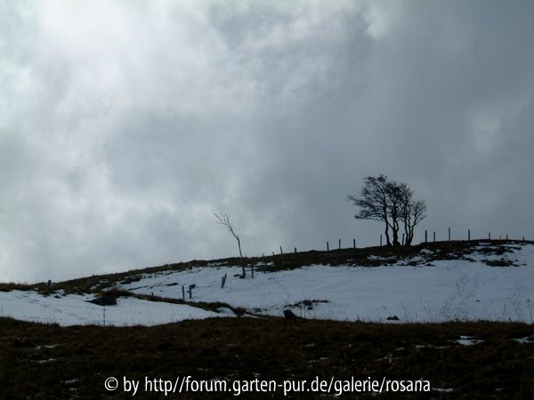 Baum 9