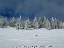 Baum 7