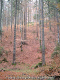 Baum 4