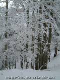 Baum 3