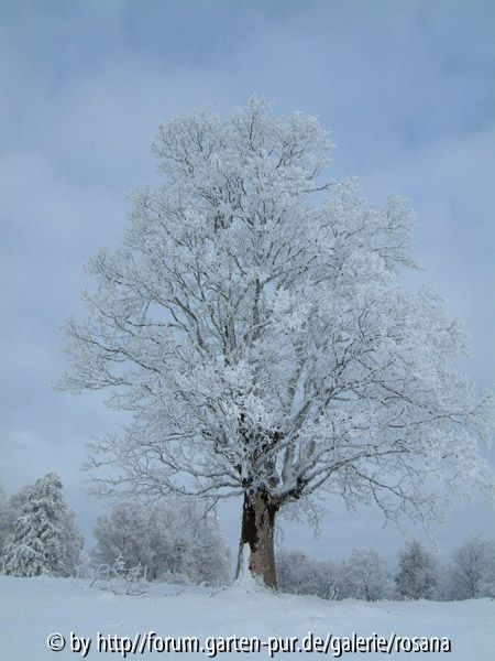 Baum 1