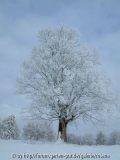 Baum 1