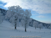 Baum 2