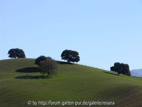 Baum 16