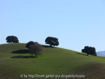 Baum 16