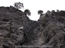 Baum 15