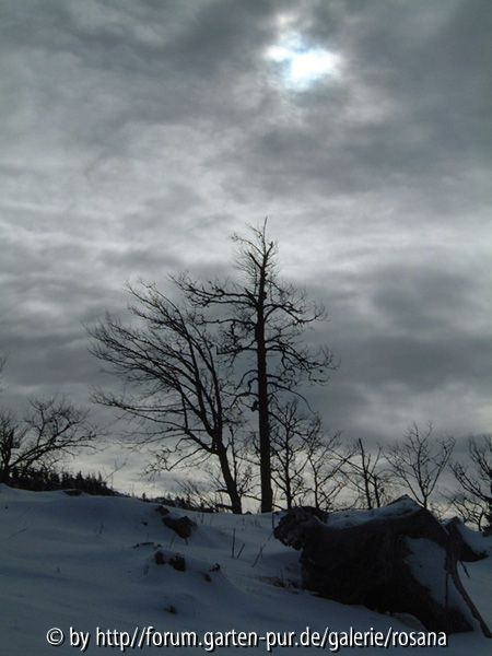 Baum 14