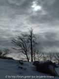Baum 14