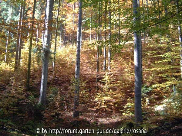 Baum 12