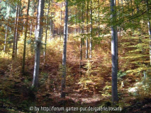 Baum 12