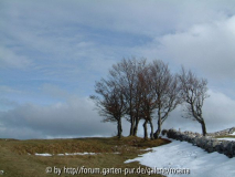 Baum 11