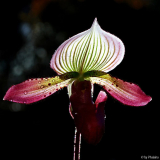 Paph. Maudiae