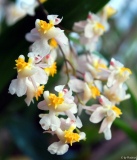 Oncidium 'Tiny Twinkle'