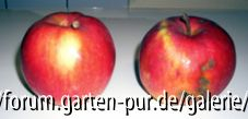Apfel zur Bestimmung