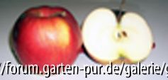 Apfel und Anschnitt