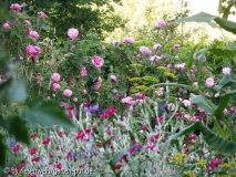 rosa Ms. John Laing und eine rosa muscosa-sorte